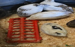 Quail poultry for sale: 🌟 Adult Quails for Sale! 🌟 - Image 4