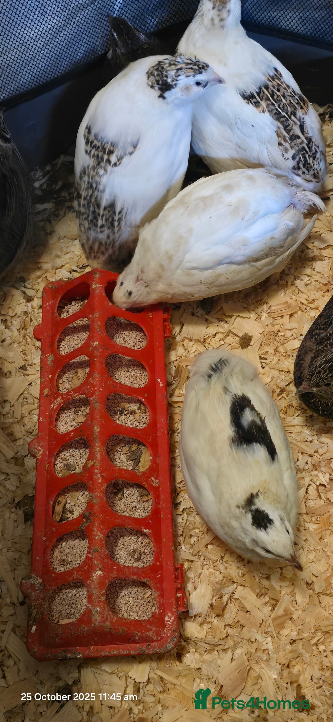 Quail poultry for sale: 🌟 Adult Quails for Sale! 🌟 - Image 4