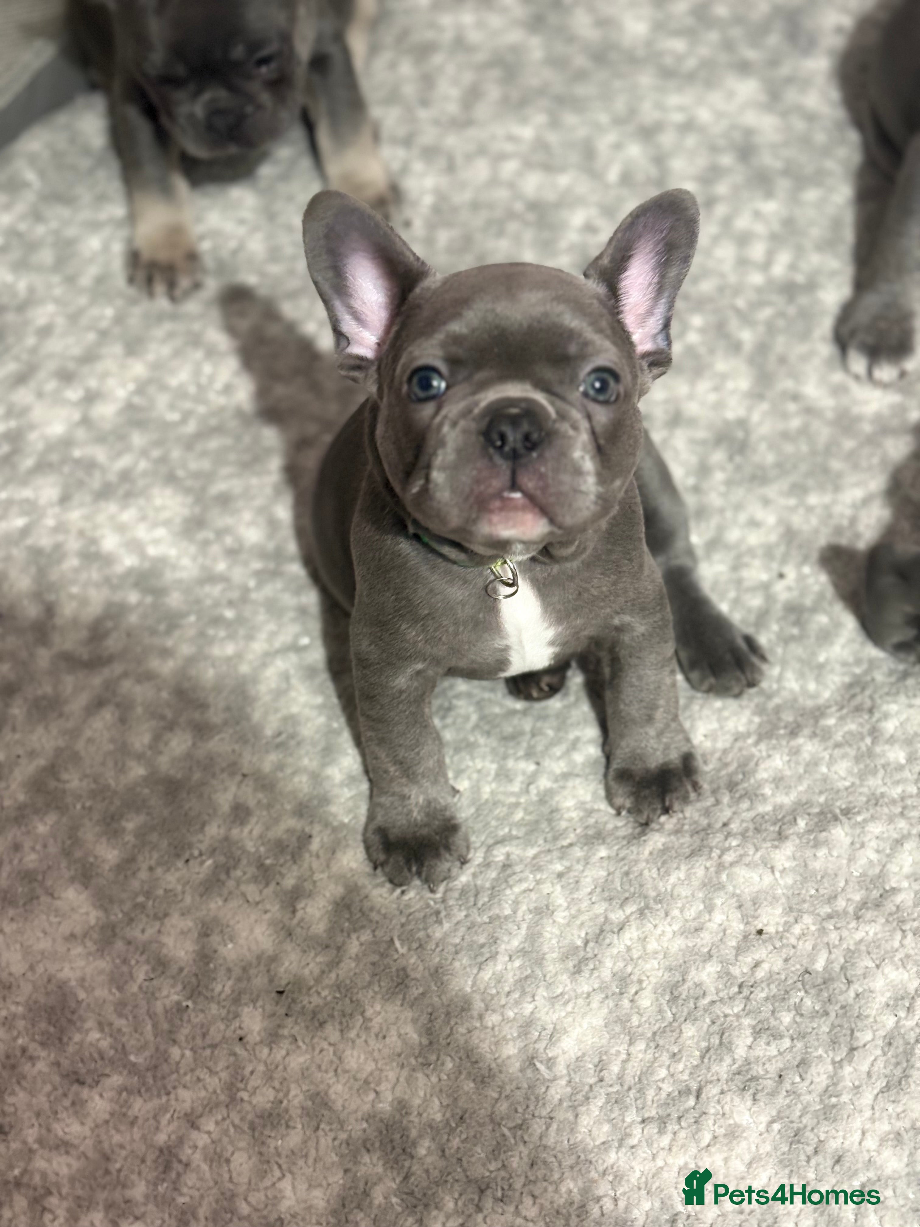 French Bulldog dogs Beautiful boy looking forever home  - Advert 8