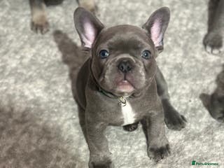 French Bulldog dogs Beautiful boy looking forever home - Advert 8
