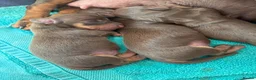 Miniature Dachshund dogs for sale: KC Registered Miniature Dachshund Puppies - Advert 6
