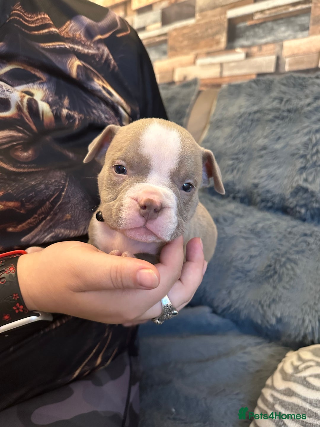 American Bully dogs for sale: 🐾 ABKC Registered Micro/Pocket Bully Puppies! 🐾 - Image 28