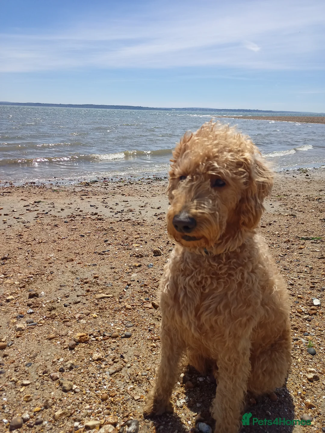 Labradoodle dogs for stud: F1 Labradoodle For Stud. in Reading - Advert 3