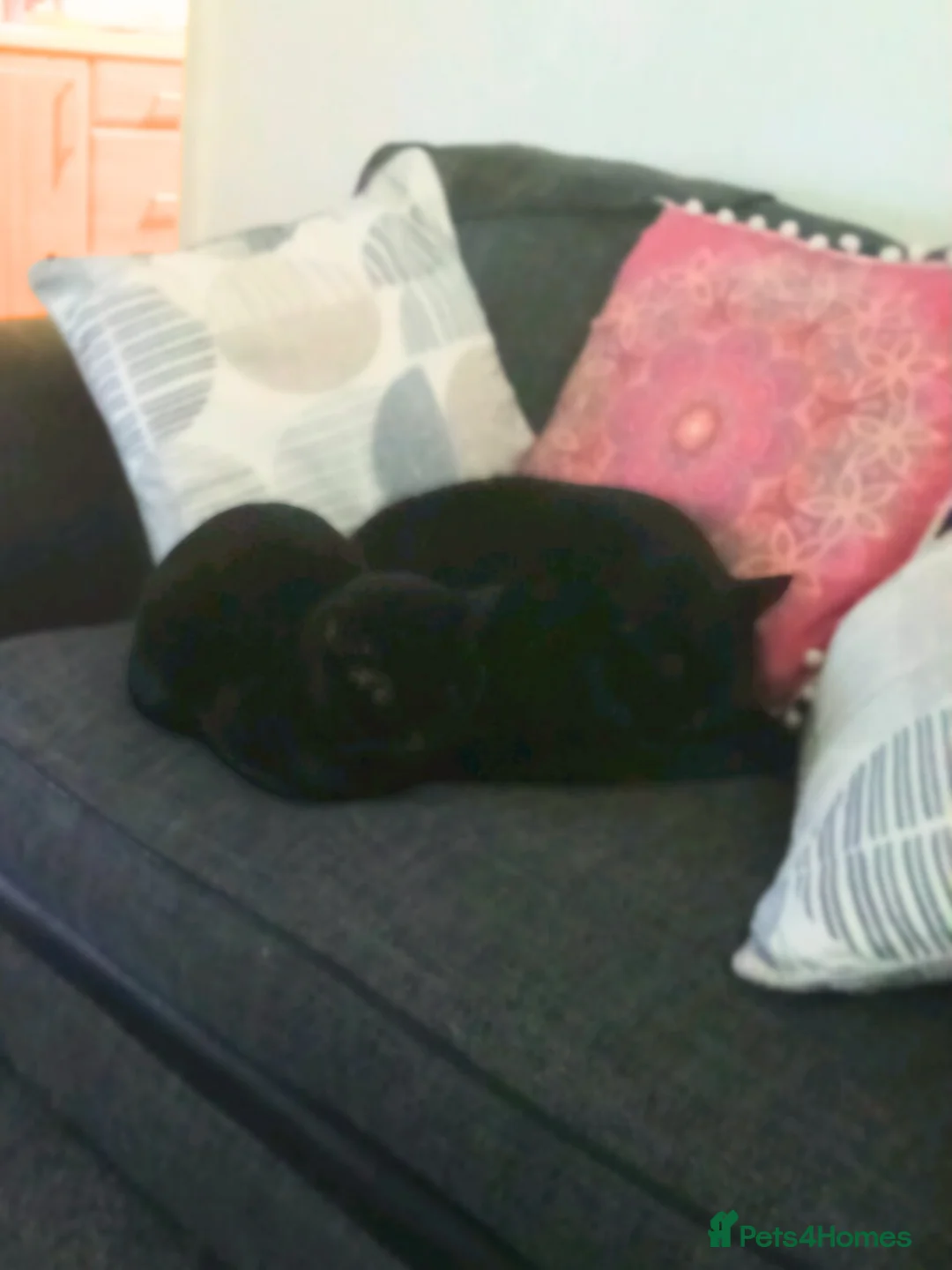 Mixed Breed cats for adoption: Fur Besties for a Calm Home - Advert 5