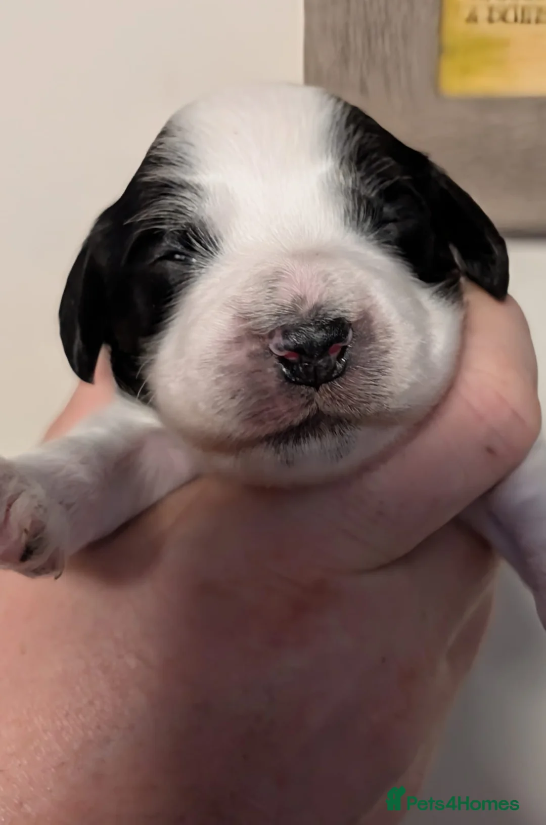 Cockapoo dogs for sale: Gorgeous cockapoo puppies  - Advert 8