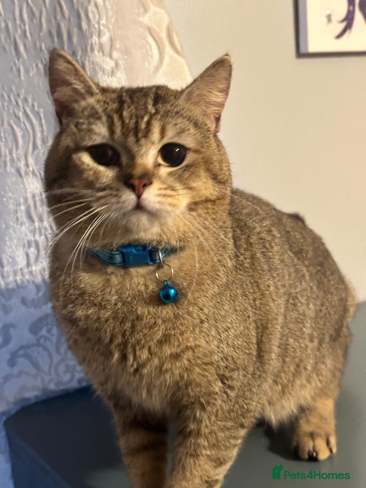 British Shorthair cats Active GCCF registered, BSH male NY12 - Advert 14