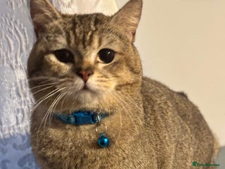 British Shorthair cats Active GCCF registered, BSH male NY12 - Advert 1