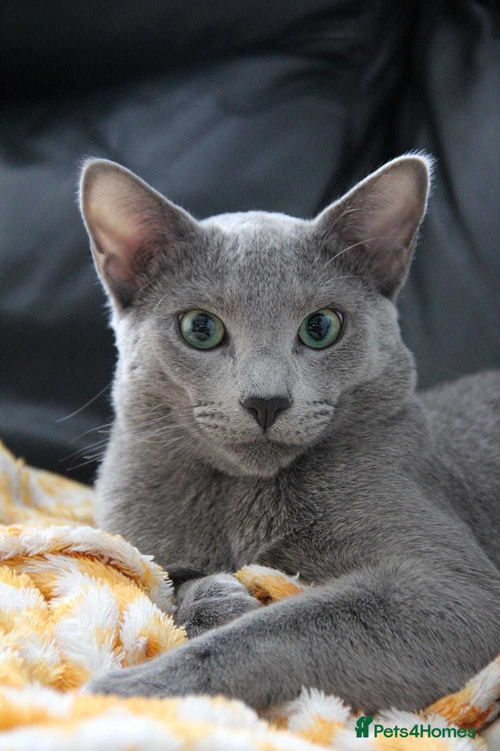 Russian Blue cats Gccf and Tica registered Russian blue for stud  - Advert 1