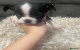 Mixed Breed dogs for sale: Frenchie x pocket bully  - Image 5