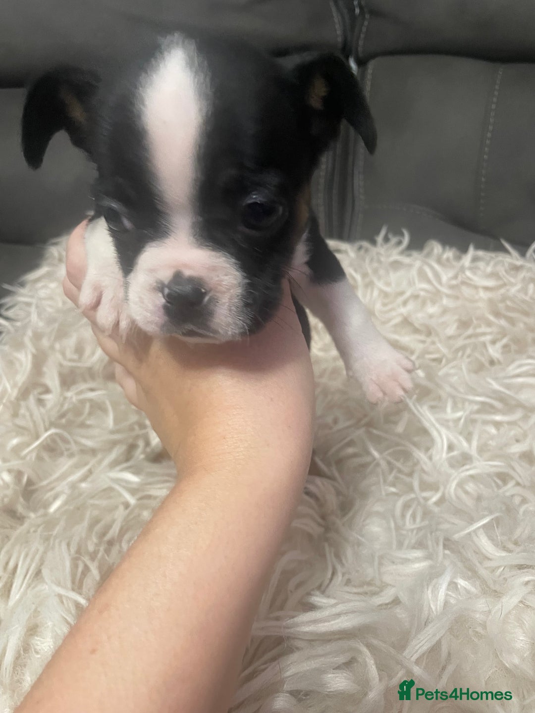Mixed Breed dogs for sale: Frenchie x pocket bully  - Image 5