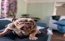 English Bulldog dogs for sale: 4 year old English bulldog - Image 4