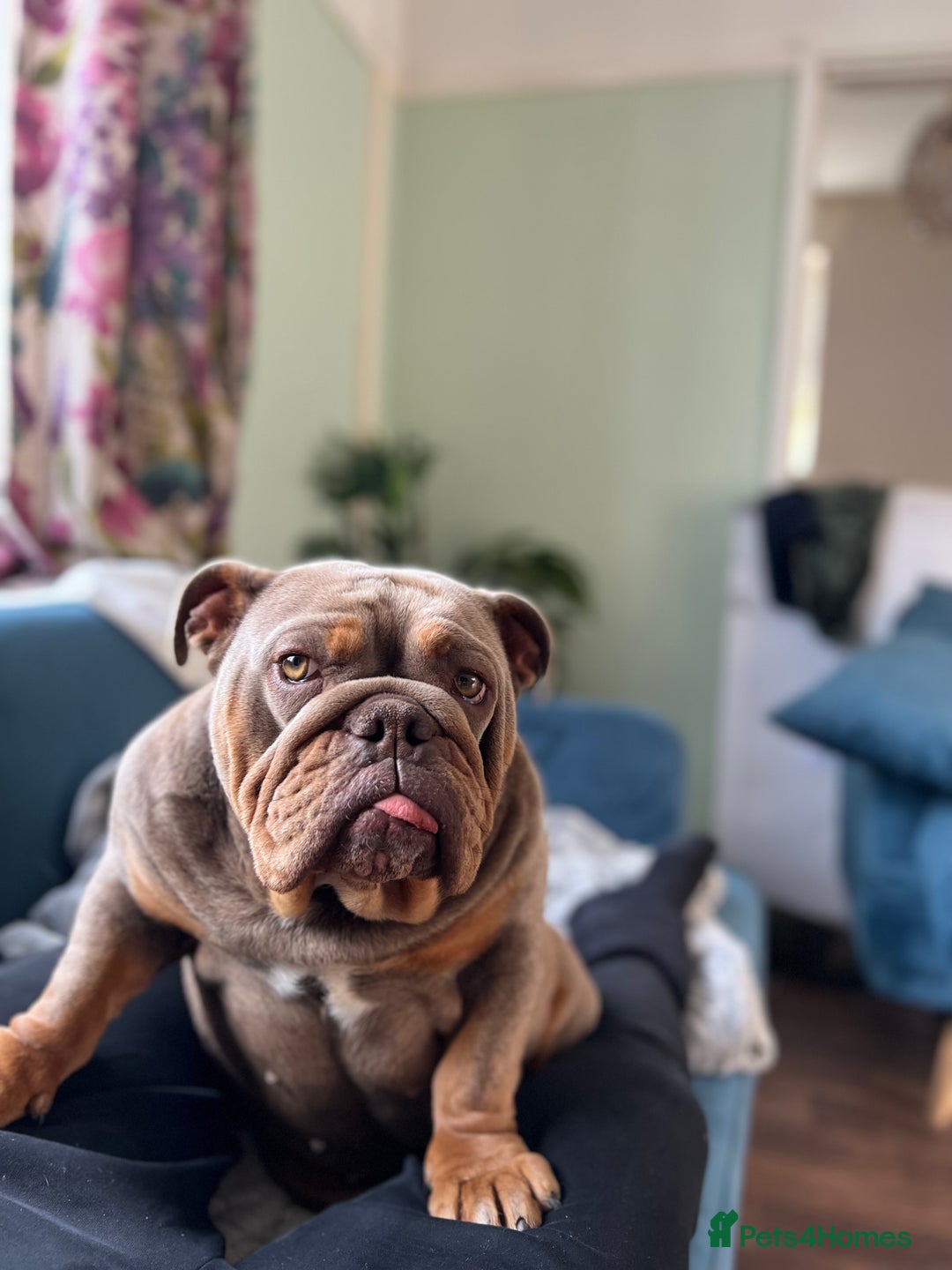 English Bulldog dogs for sale: 4 year old English bulldog - Image 4