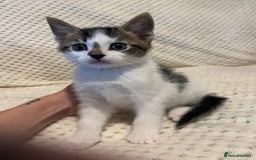 Mixed Breed cats for sale: 5 Beautiful kittens looking for homes - Image 8
