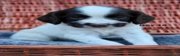 English Springer Spaniel dogs for sale: 1 boy left. Heath Tested Springer Spaniel Pups - Advert 9