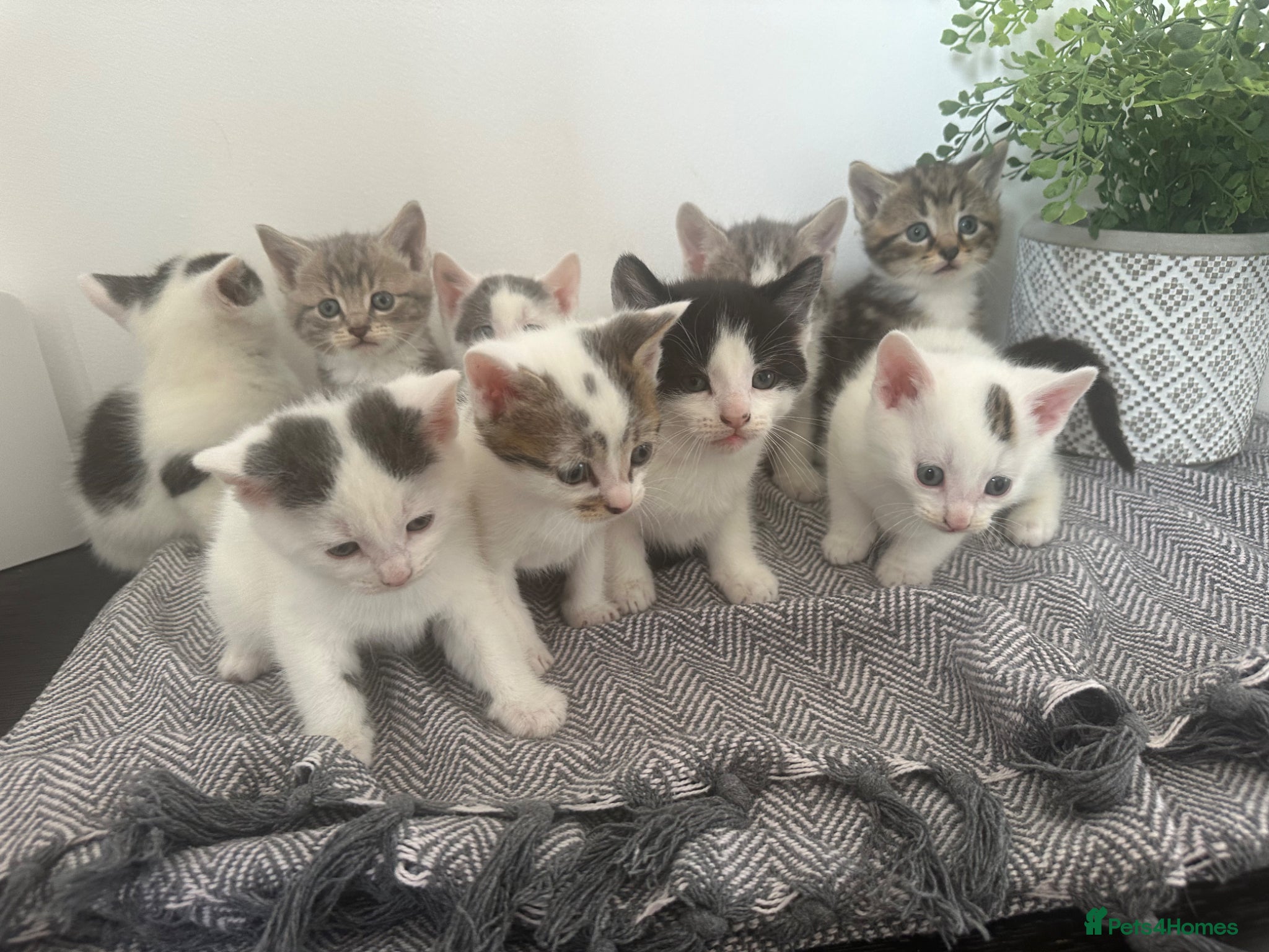 Mixed Breed cats VIEWINGS THIS WEEKEND- 9 KITTENS AVAILABLE  - Advert 16