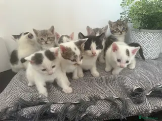 Mixed Breed cats VIEWINGS THIS WEEKEND- 9 KITTENS AVAILABLE - Advert 16
