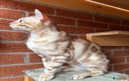 Bengal cats for sale: Bengal Female Snow Mink - Image 5