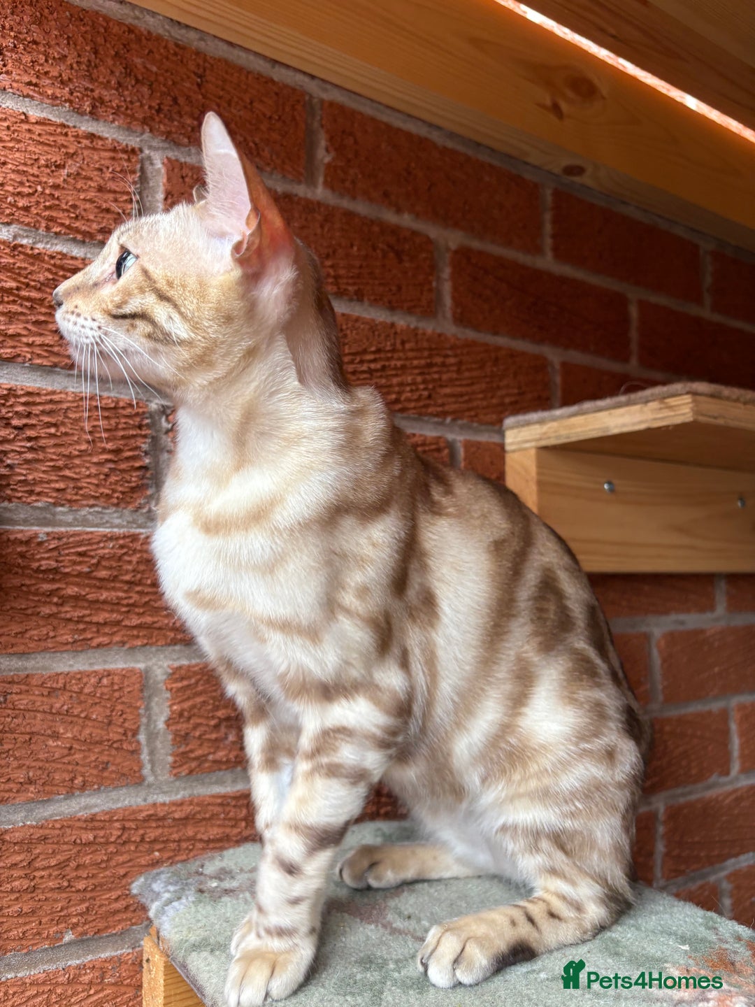 Bengal cats for sale: Bengal Female Snow Mink - Image 5