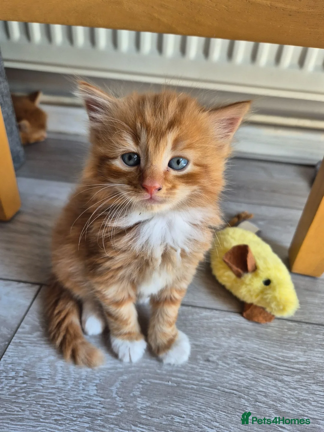 Mixed Breed cats for sale: Kittens Looking for Loving Homes - Advert 1