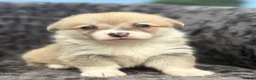 Welsh Corgi Pembroke dogs for sale: Top quality corgis  - Advert 13