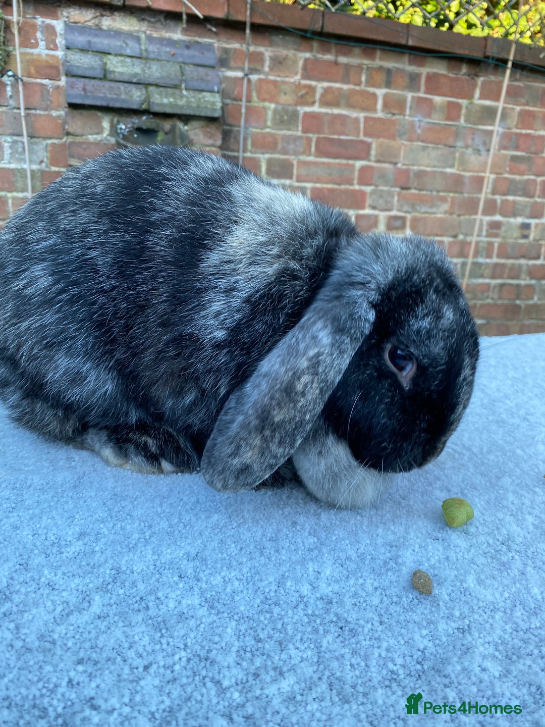Mixed Breed rabbits for sale: 2-3 year old Lop Rabbit - Advert 2