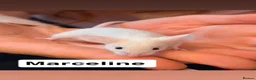 Mouse rodents for sale: 2 Female Pet Mice + Full Set Up And Accessories  - Advert 4