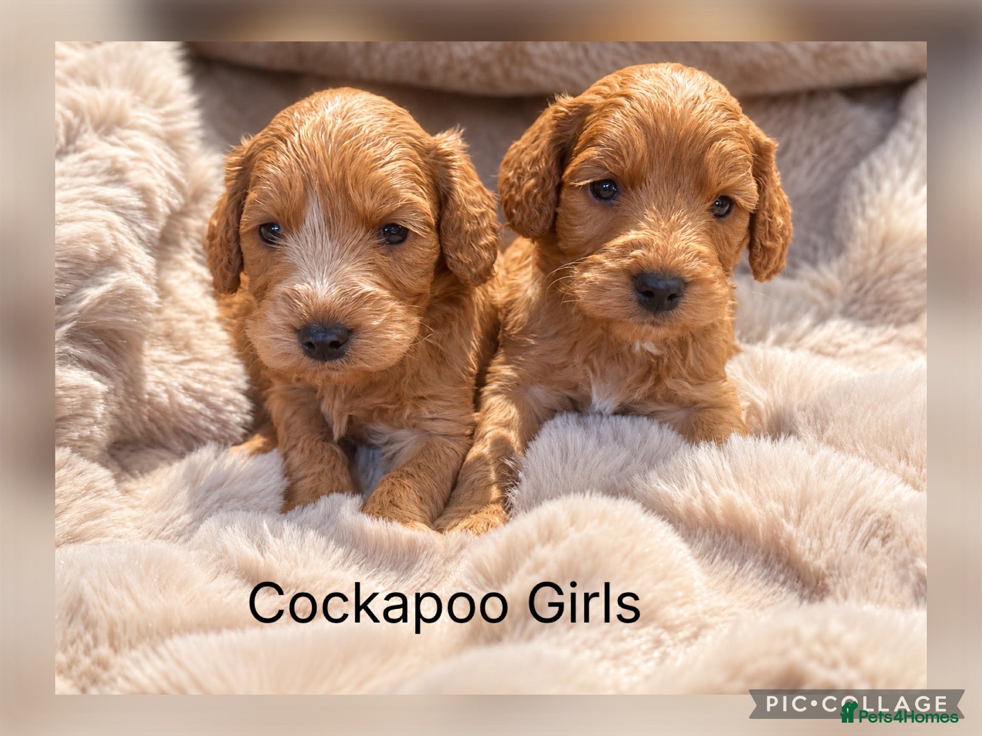 Cockapoo dogs for sale: Stunning Red F1 Cockapoo’s - Advert 2