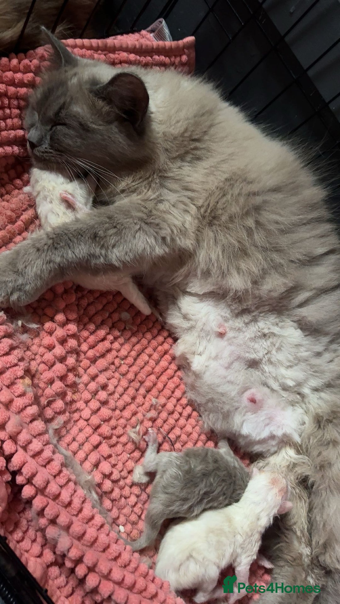 Ragdoll cats for sale: Blue pointed full pedigree tica girl  - Image 6