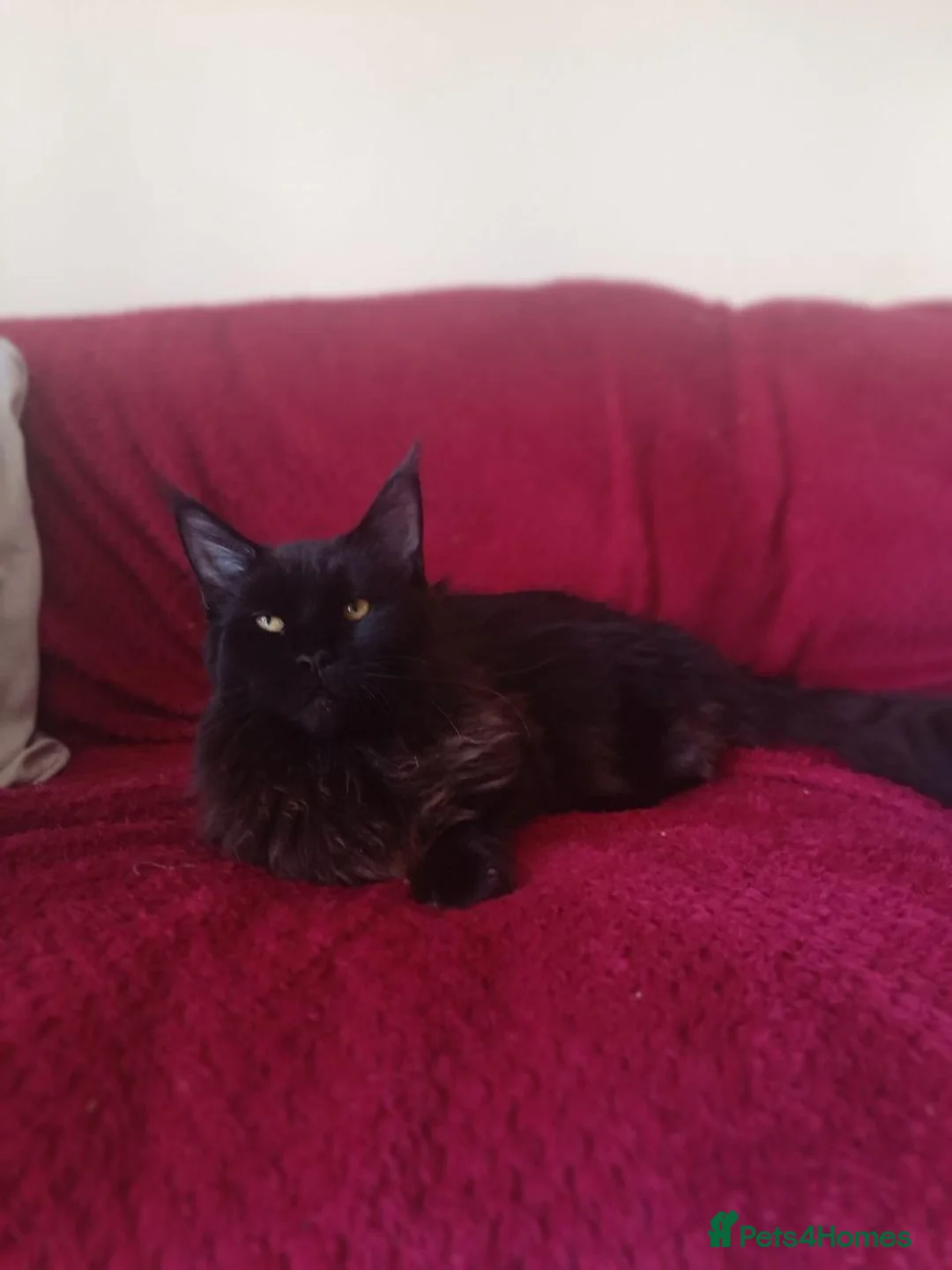 Maine Coon cats for sale: 8 months old maine coon girl  - Advert 2