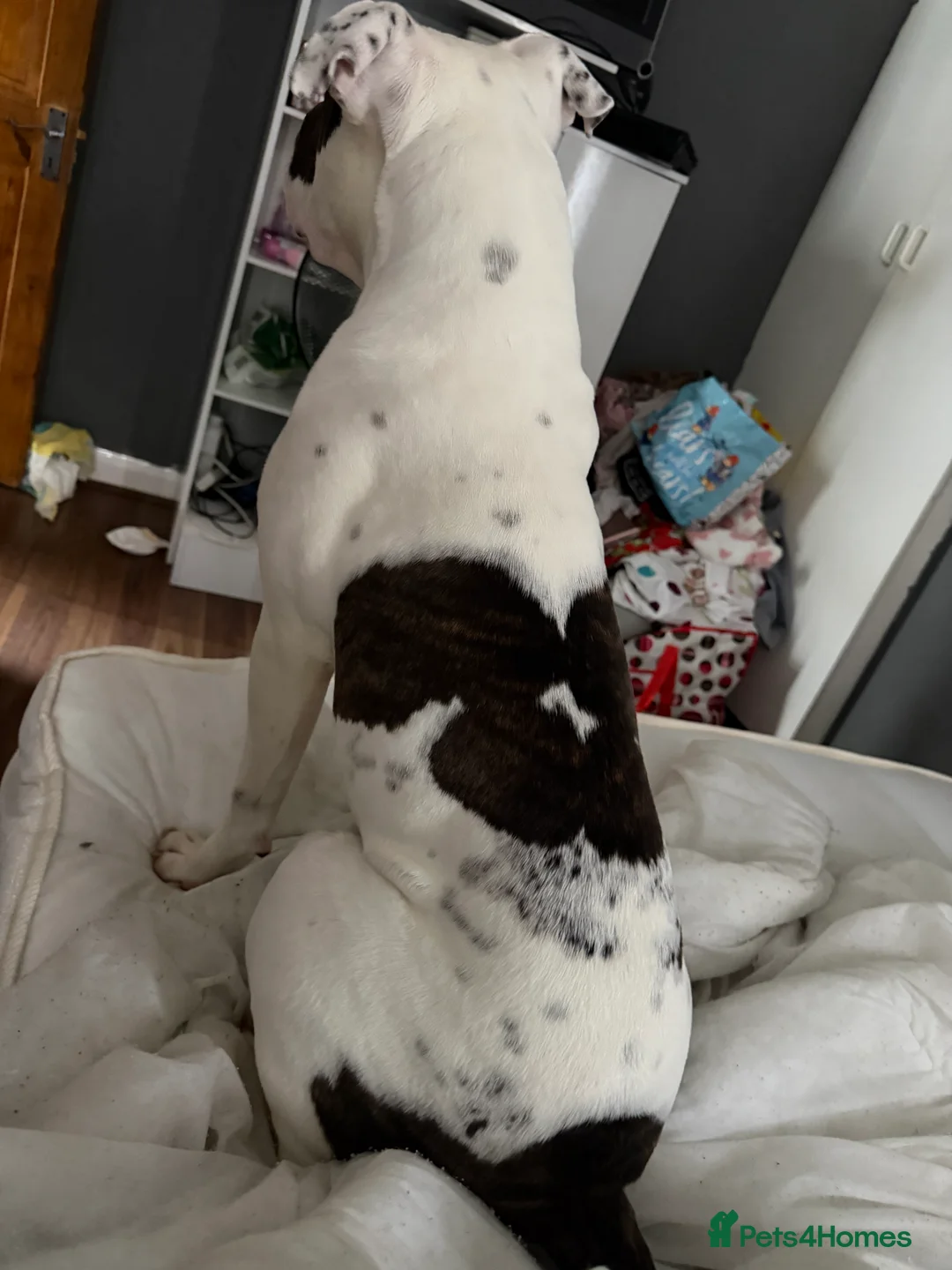 American Bulldog dogs for sale: Rocket - Advert 2