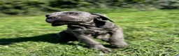 Cane Corso dogs for sale: Ready now last female cane corso  - Advert 4