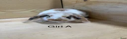 Mini Lop rabbits for sale: Beautiful mini lop bunnies - Advert 5