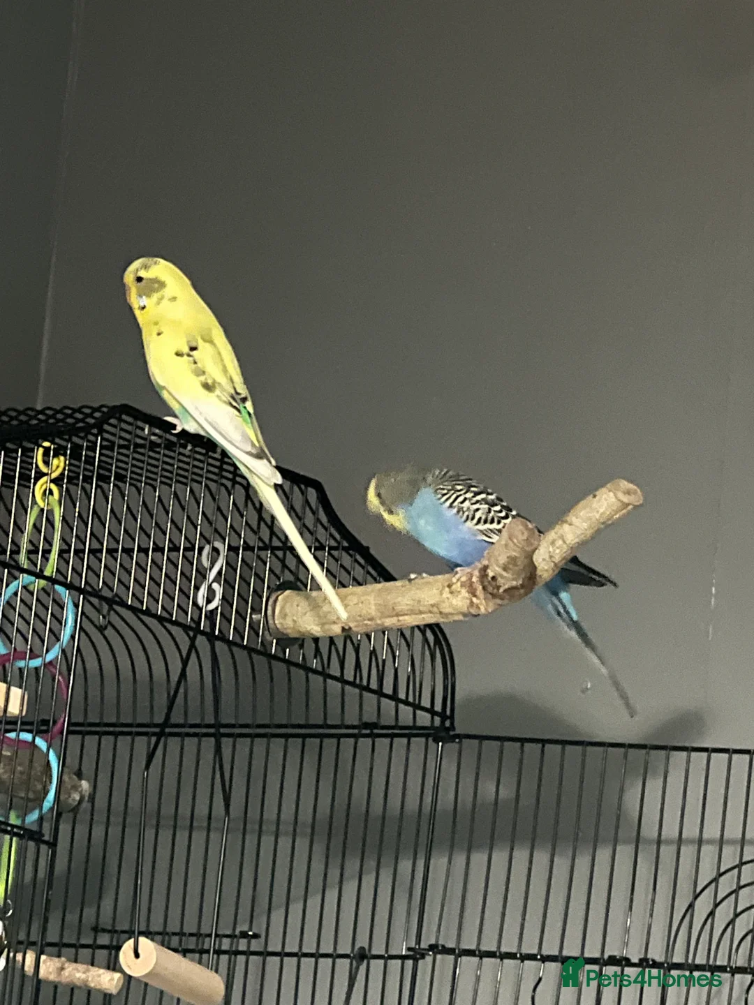Budgerigars birds for sale: 2 lovely budgies  - Advert 4