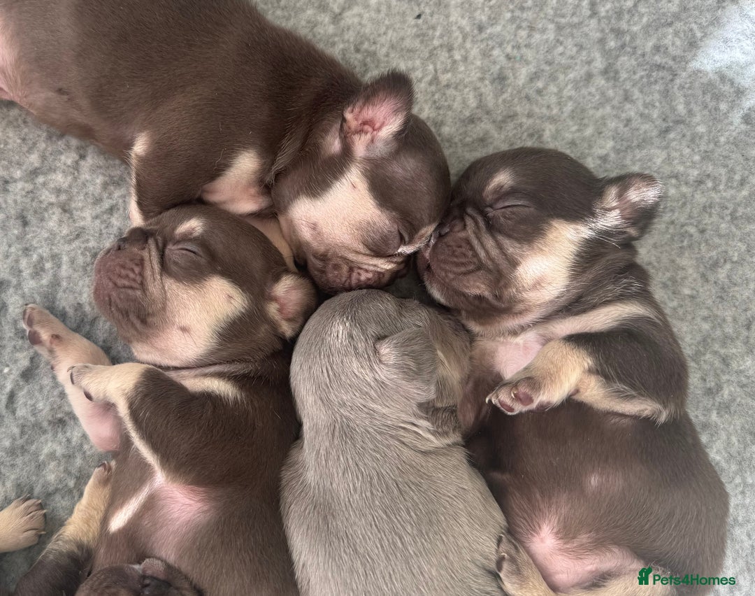 French Bulldog dogs for sale: Ready now, lovely lilac/chocolate French bulldogs in Maidstone - Image 5