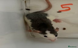 Rat rodents for sale: Mixed baby rats  - Image 28