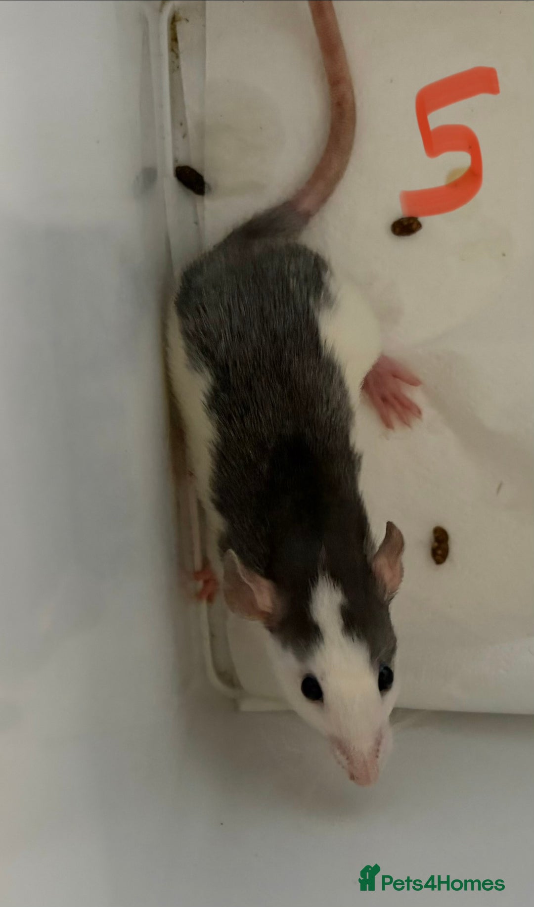 Rat rodents for sale: Mixed baby rats  - Image 28