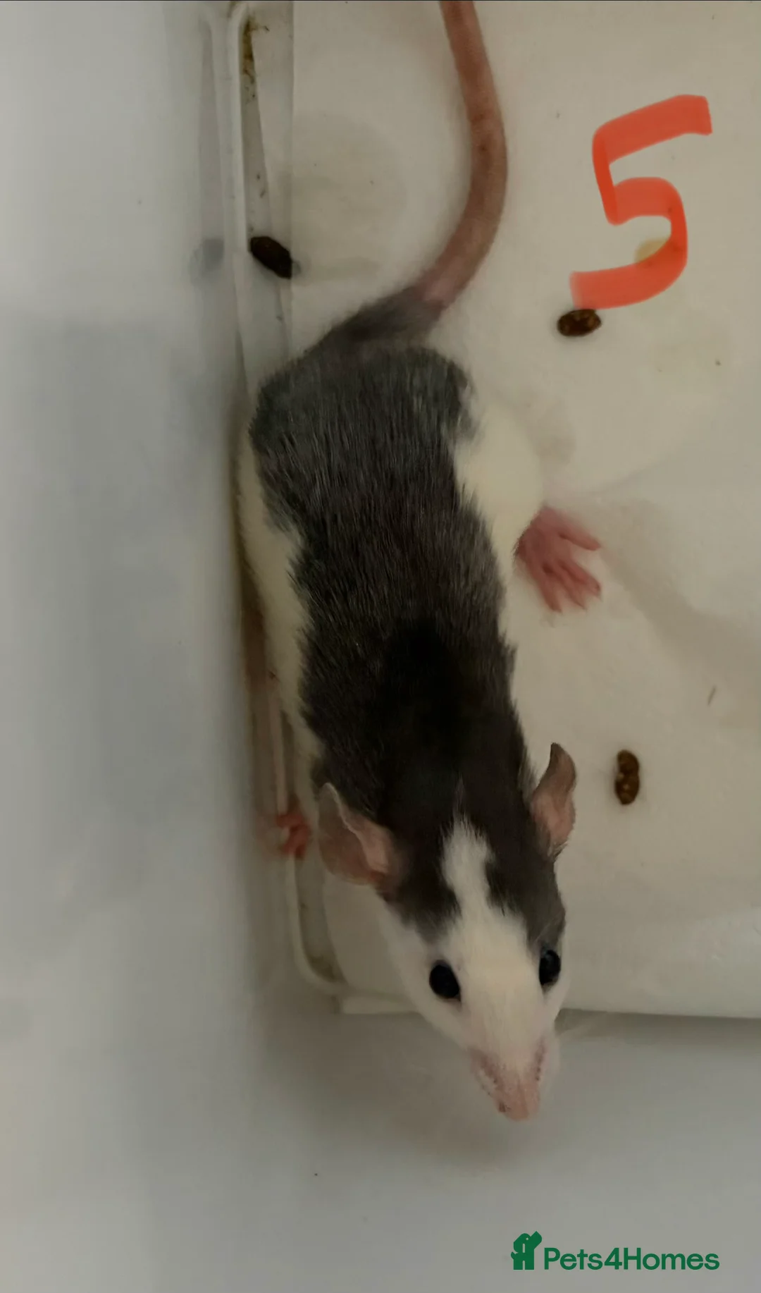 Rat rodents for sale: BABY RAT GIRLS   . Beautiful tame babies  - Advert 6