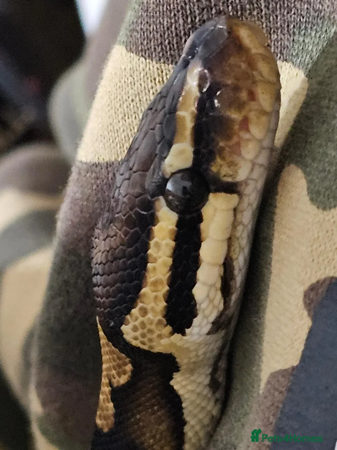 Python Snake reptiles for sale: Proven YB female ball python  - Advert 3