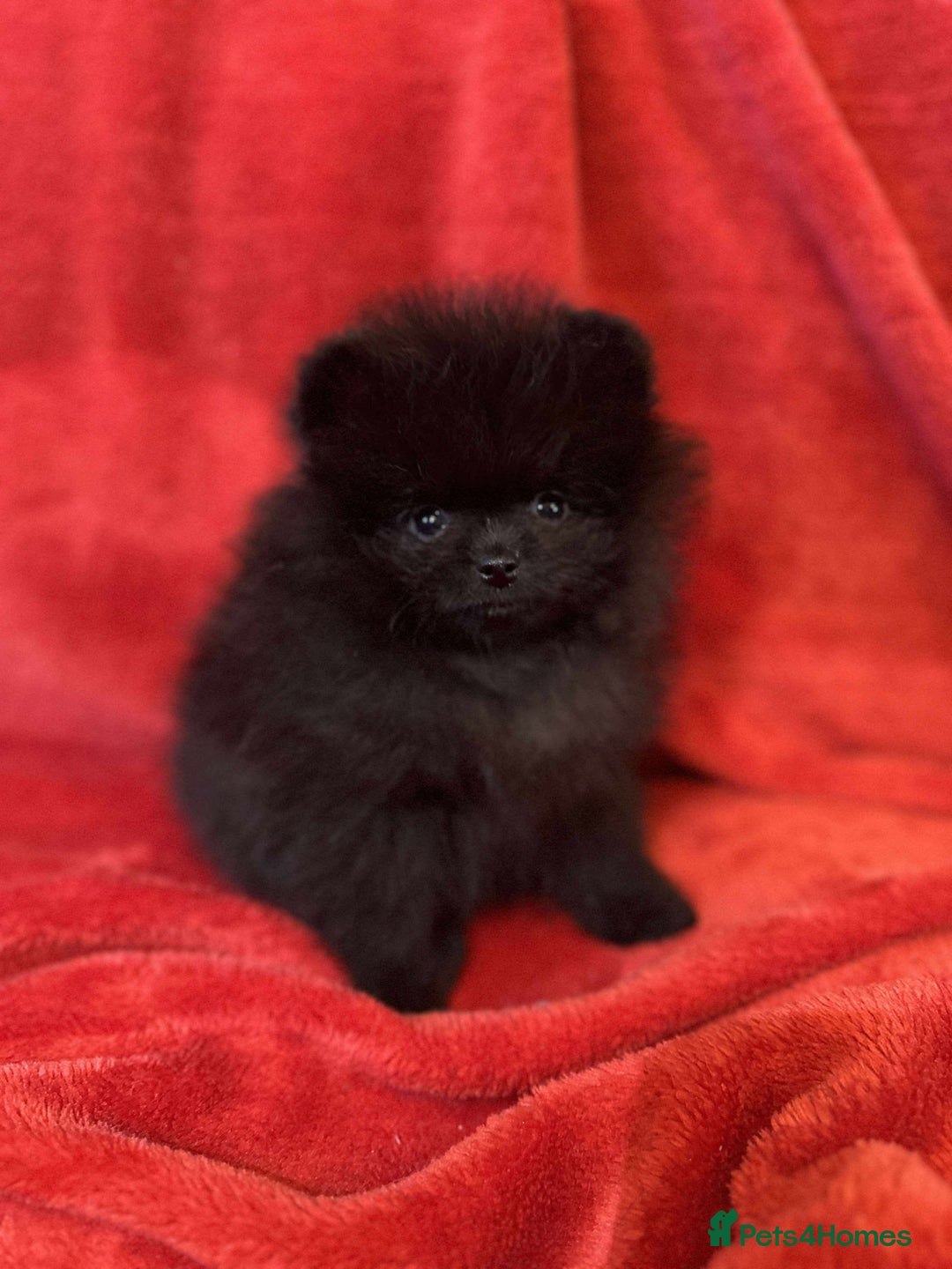 Pomeranian dogs for sale: Stunning KC reg Pomeranians  - Image 36