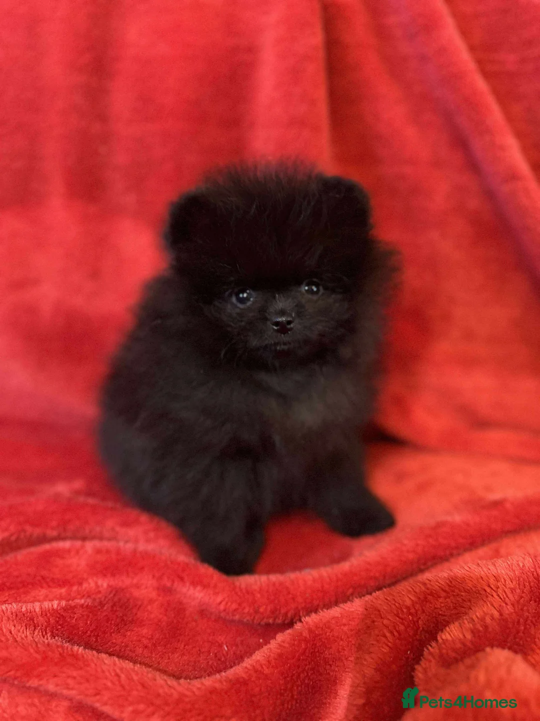 Pomeranian dogs for sale: Stunning KC reg Pomeranians 🌟REDUCED🌟 - Advert 23