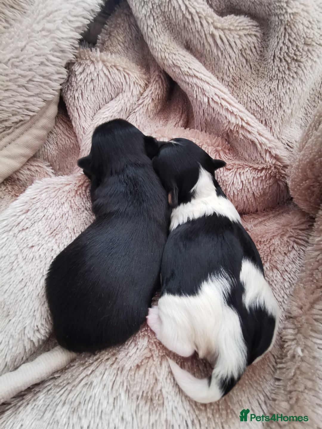 Yorkshire Terrier dogs for sale: 2 Little girl's, Yorkshire Terrier. - Advert 1