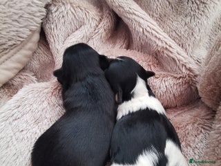 Yorkshire Terrier dogs 2 Little girl's, Yorkshire Terrier. - Advert 10