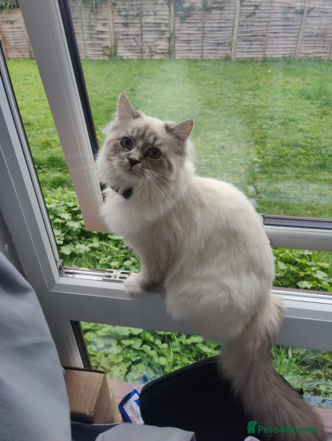 Siberian cats for sale: Siberian Neva Masquerade  - Image 4