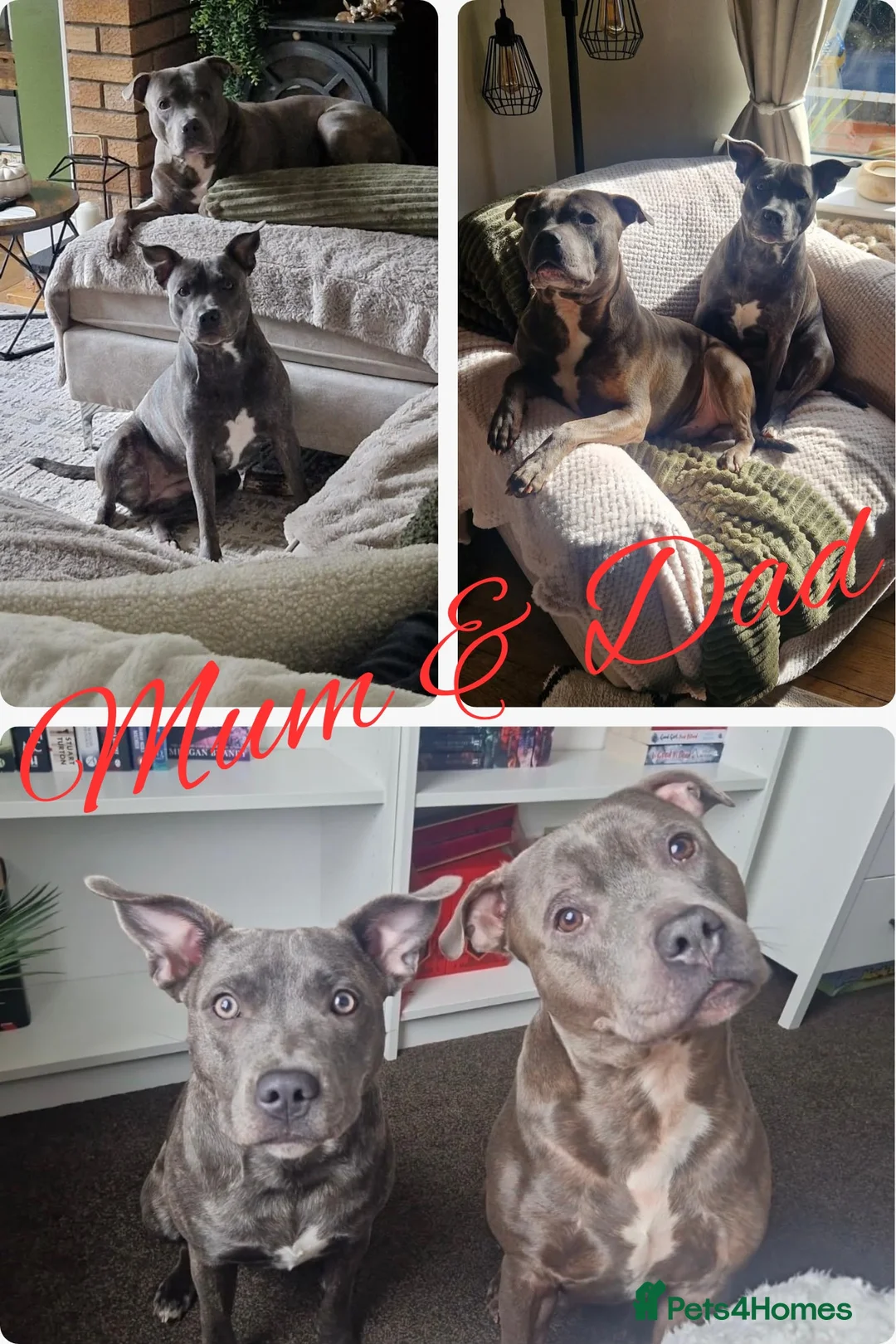Staffordshire Bull Terrier dogs for sale: Gorgeous Blue Staffordshire Bull Terrier Puppies - Advert 2