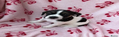 Jack Russell 1