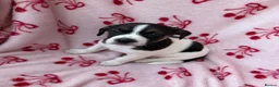 Jack Russell dogs for sale: 2 jack Russell puppies - Advert 3