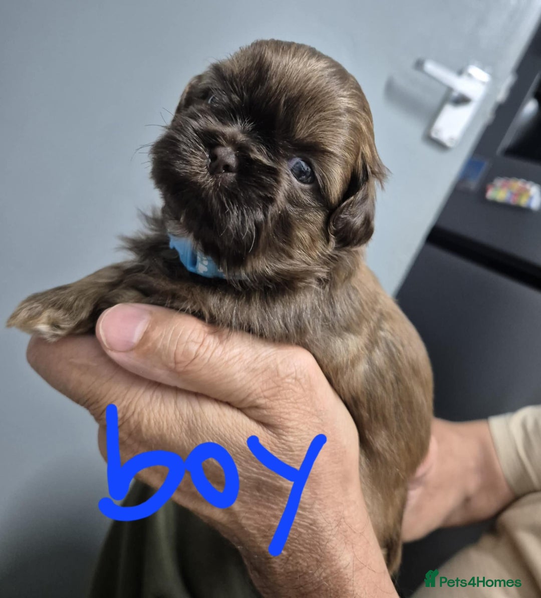 Shih Tzu dogs for sale: 8 ShihTzu Puppies for new homes - Advert 12