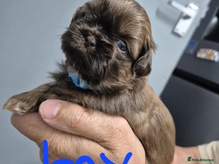 Shih Tzu dogs 8 ShihTzu Puppies for new homes - Advert 9