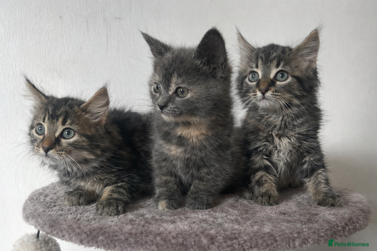 Mixed Breed cats RAGDOLL X KITTENS 💕💙 - Advert 8