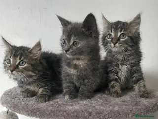 Mixed Breed cats RAGDOLL X KITTENS 💕💙 - Advert 10